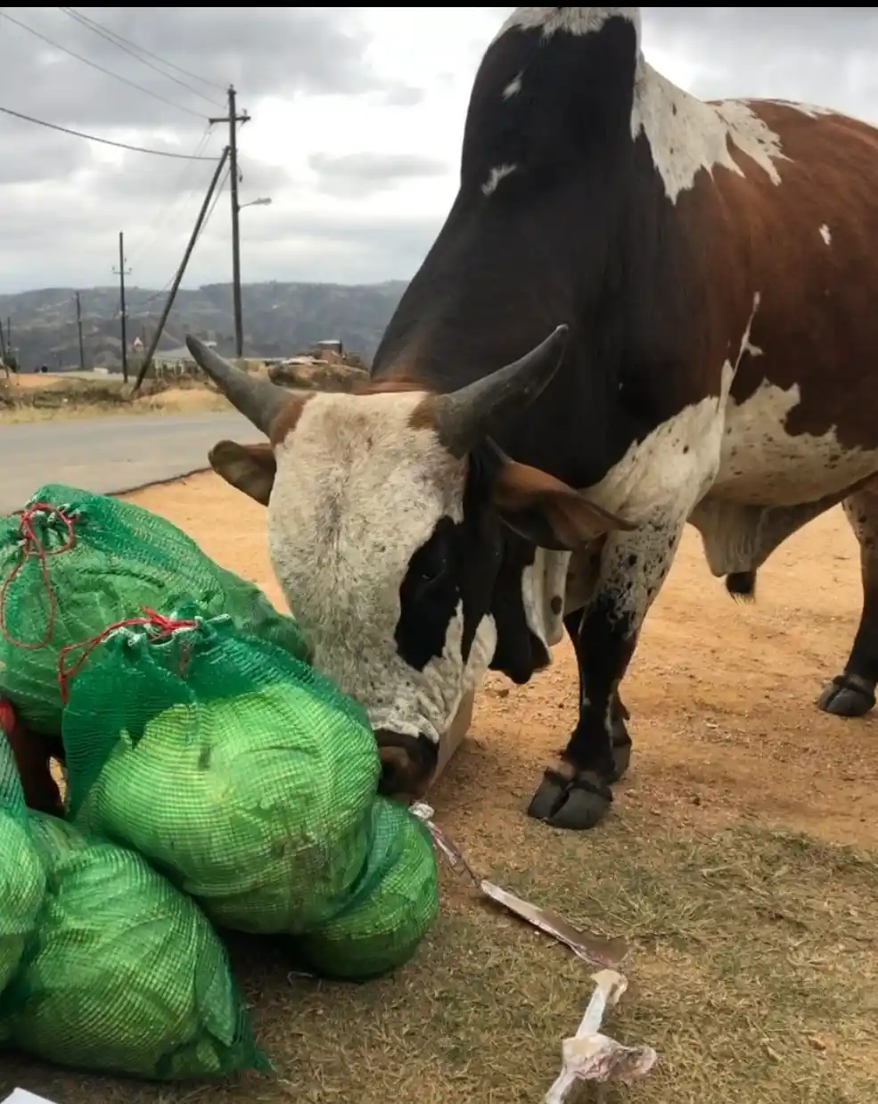 A bull inspecting a bag of huge cabbages on the roadside. Sanele Grows Enormous Cabbages - Project Hope ECD