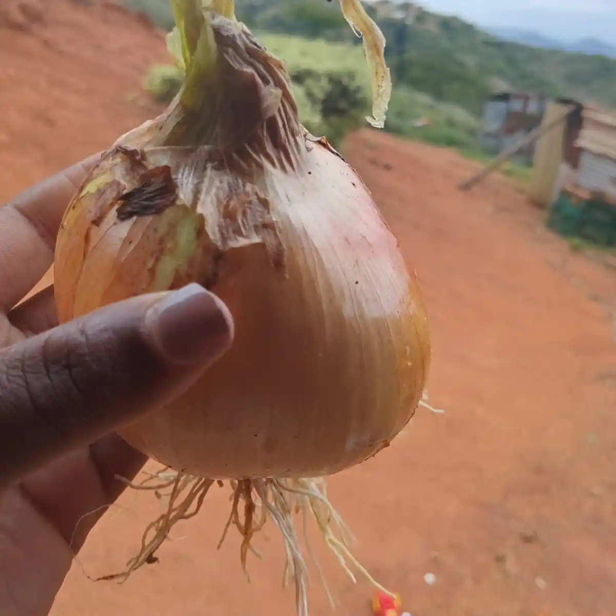 A hand holding an onion from the vegetable garden of an ECD creche. Seed sponsored by Checkers Hyper, Westown Complex. Project Hope, KZN